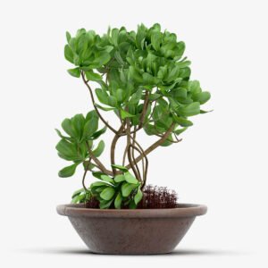 Strella Bonsai Tree